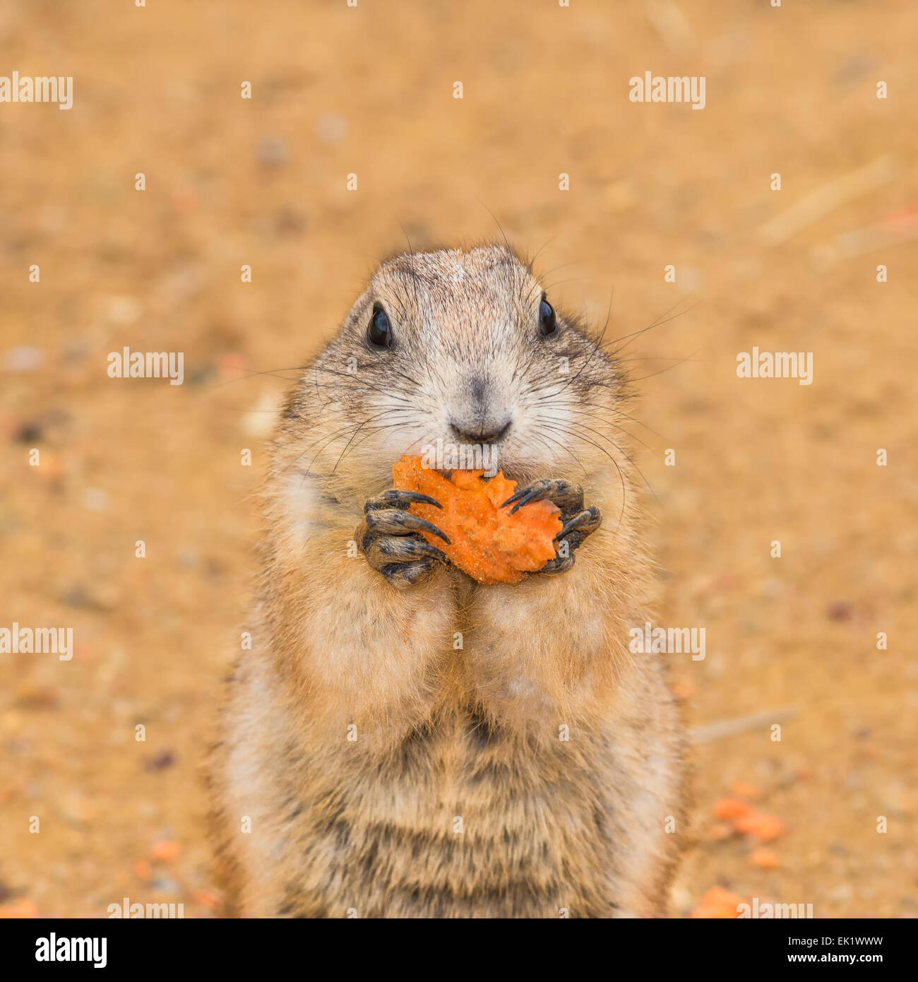 Präriehund (Cynomys Gattung) Essen eine Karotte Stockfoto