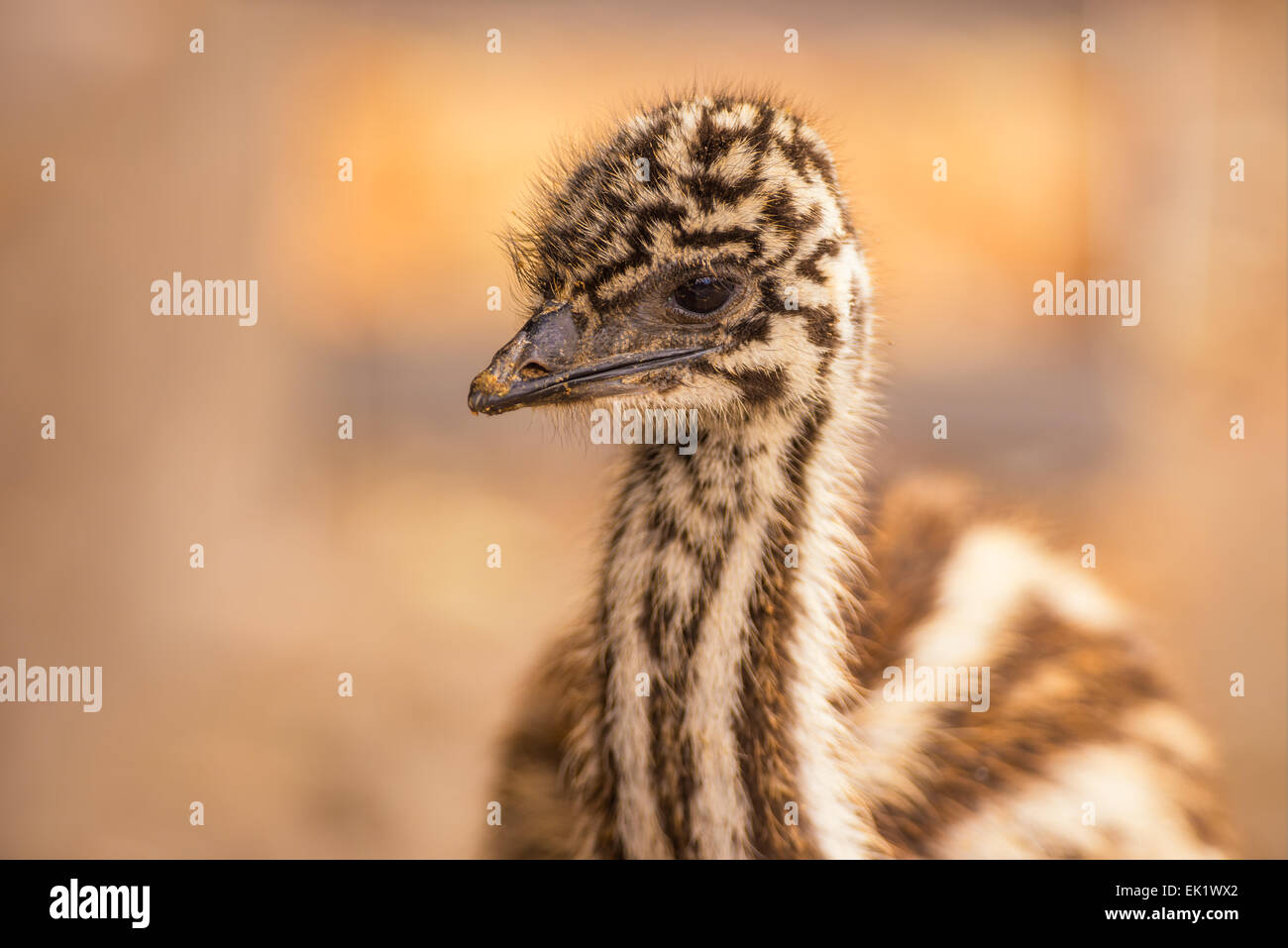 Porträt eines Babys australischen Emu (Dromaius Novaehollandiae) Stockfoto