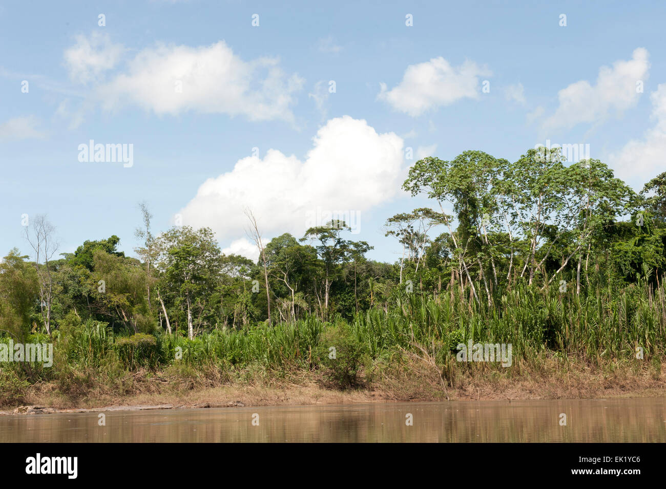 Amazon River Stockfoto