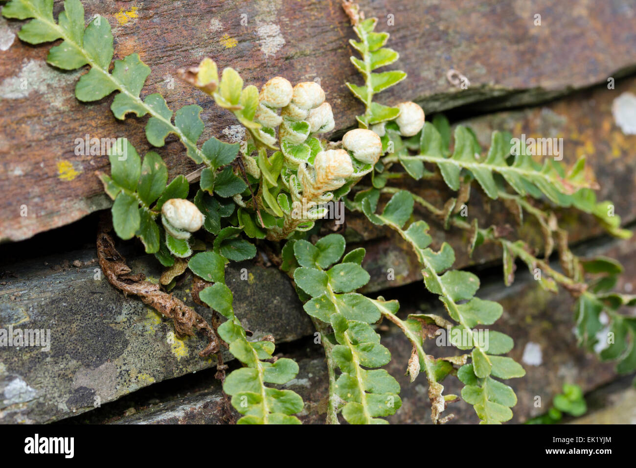 Aufkommende Frühling Wedel von Rustyback Farn, Ceterach Officinarum, in den Spalt der eine Steinmauer Stockfoto