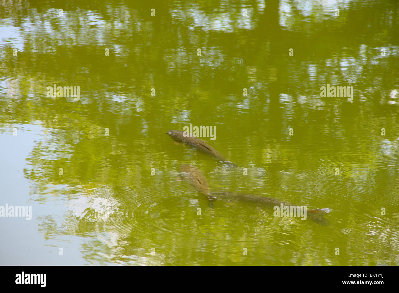 Große bachforelle Fotos und Bildmaterial in hoher Auflösung Alamy