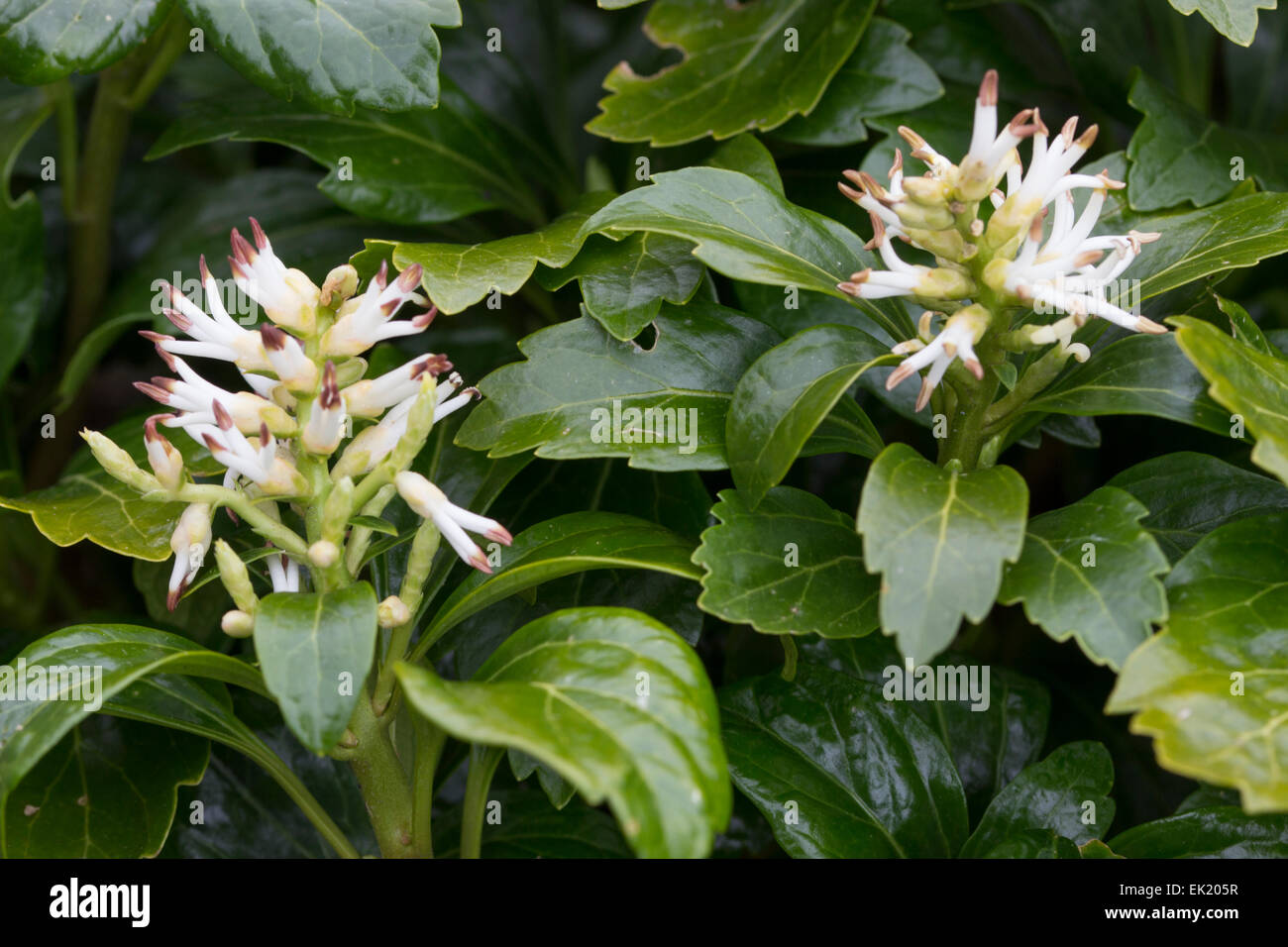 Vorfrühlingsblüher des immergrünen Carpeter, Pachysandra Terminalis 'Green Carpet' Stockfoto Vorfrühlingsblüher des immergrünen Carpeter, Pachysandra Terminalis 'Green Carpet' Stockfoto