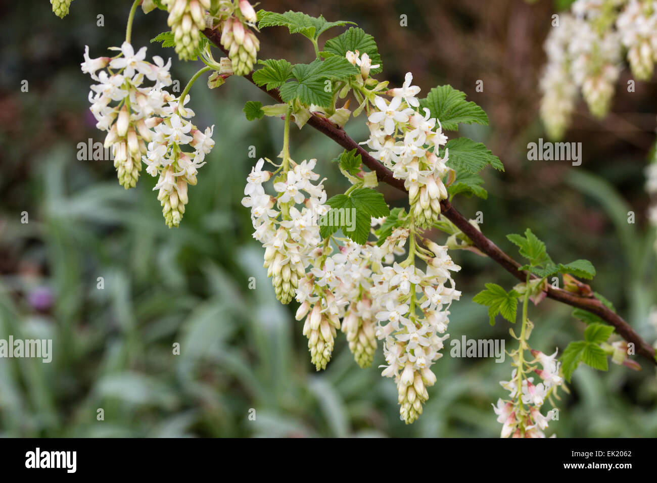 Weiße Blüten von Frühjahr blühende Johannisbeere, Ribes Sanguineum 'White Icicle' Stockfoto