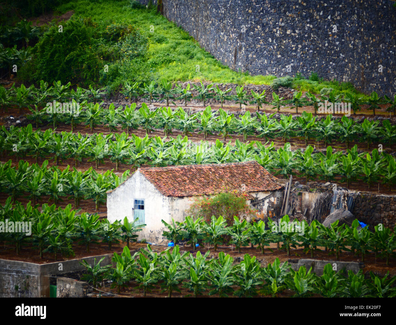 Bananen-Plantage-Teneriffa-Kanarische Inseln-Spanien Stockfoto