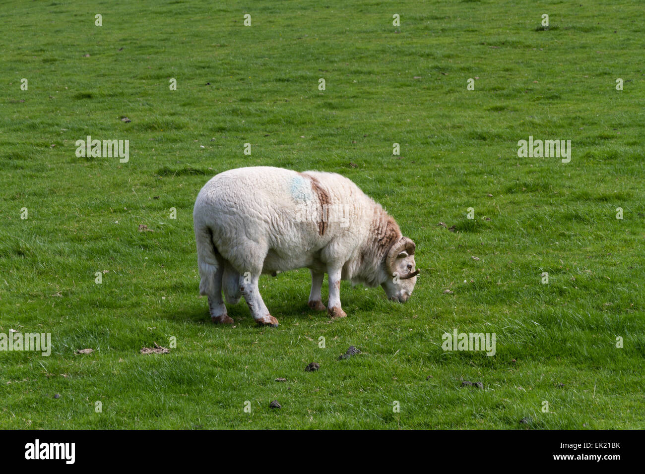 Schafe im grünen Bereich. Stockfoto
