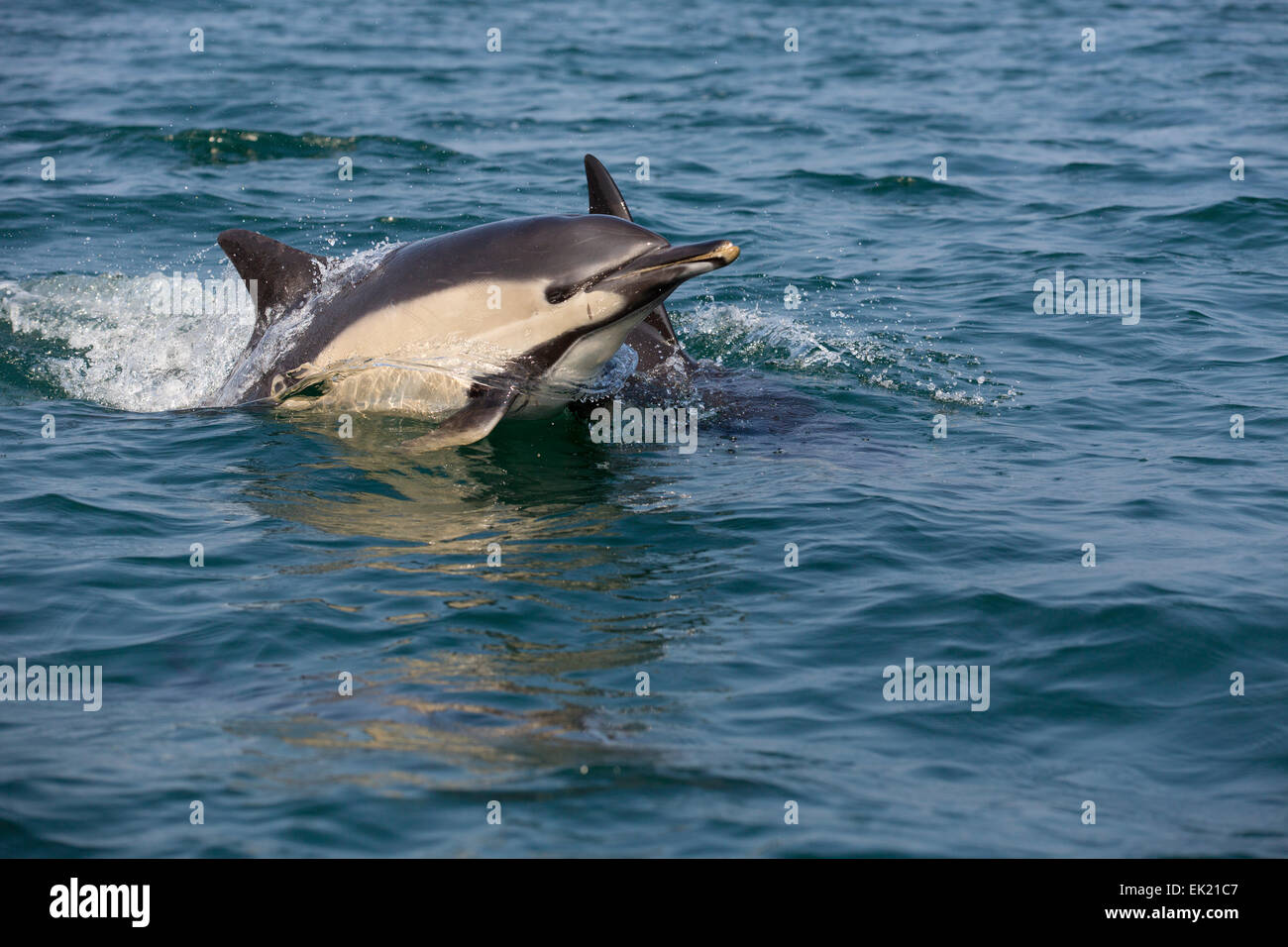 Gemeinsamen Delphin Delphinus Delphis zwei; UK Stockfoto