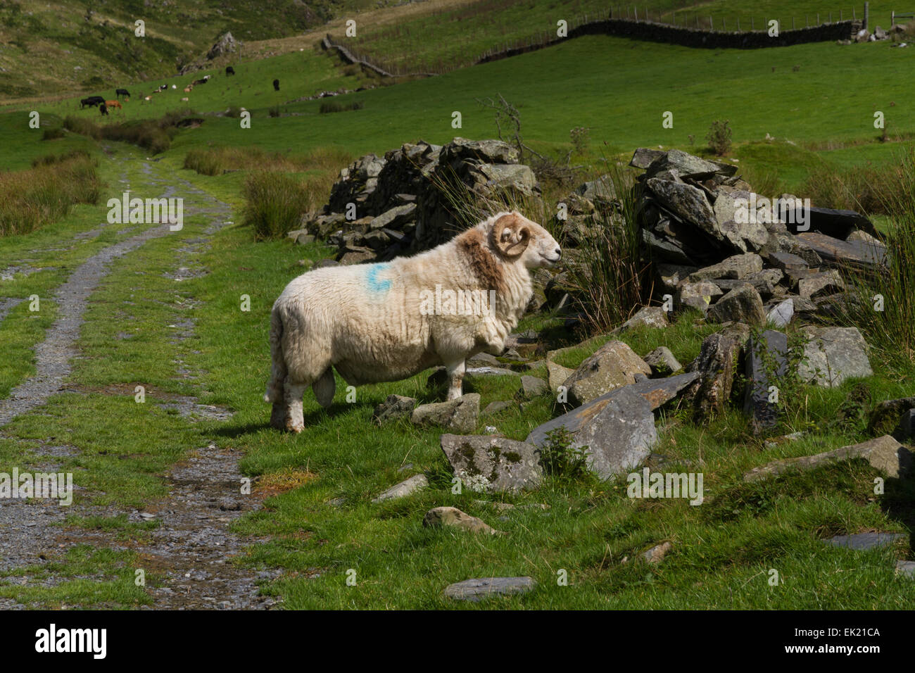 Schafe im grünen Bereich und alte Steinmauer. Stockfoto