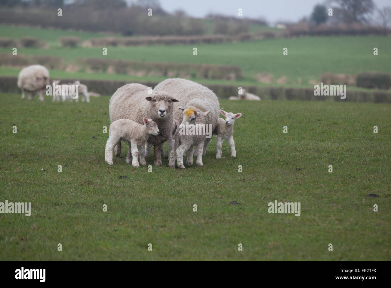 drei Lämmer Stockfoto