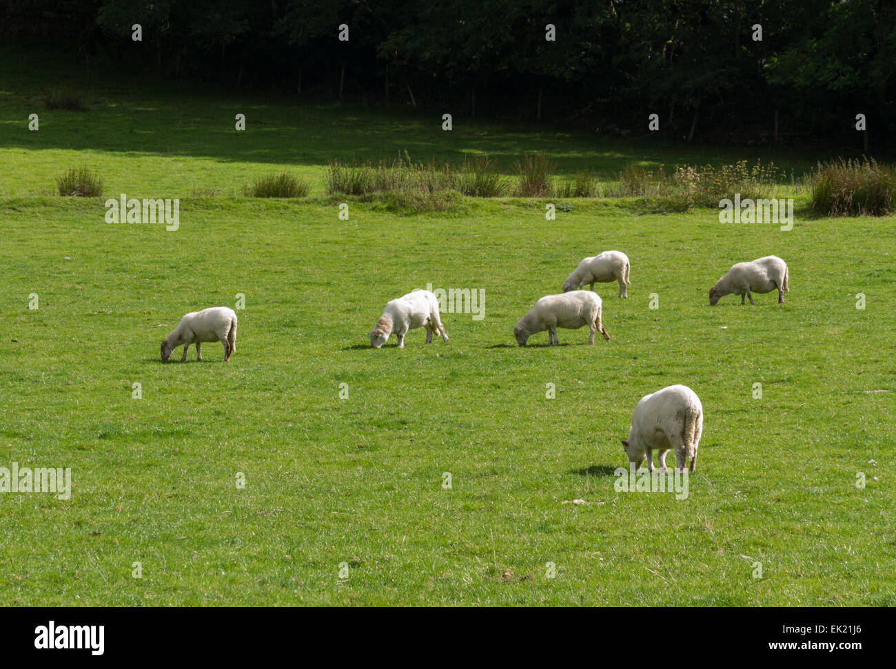 Schafe grasen auf der grünen Wiese Vereinigtes Königreich, Schatten. Stockfoto