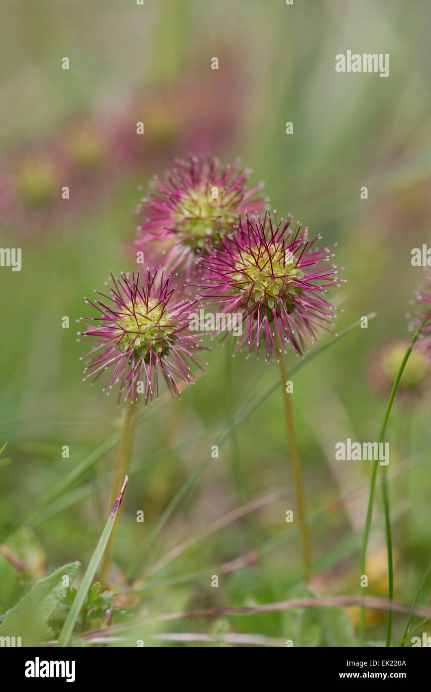 Piri piri bur Fotos und Bildmaterial in hoher Auflösung Alamy