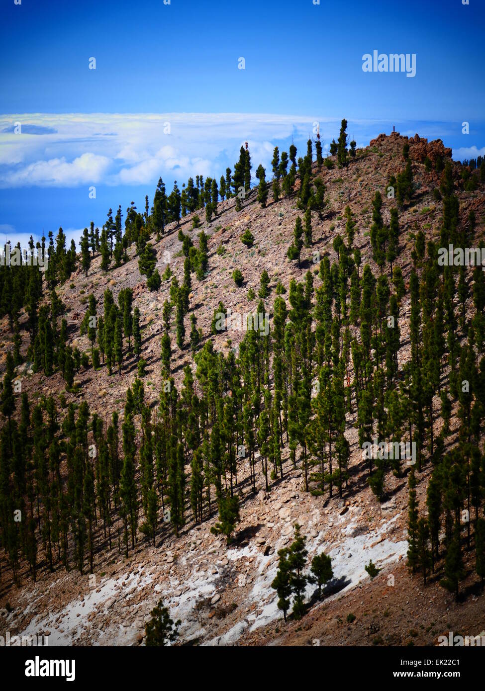 Junge Kiefern wachsen bei Mt Teide Parque Nacional del Teide Teneriffa Insel Kanaren Spanien Stockfoto