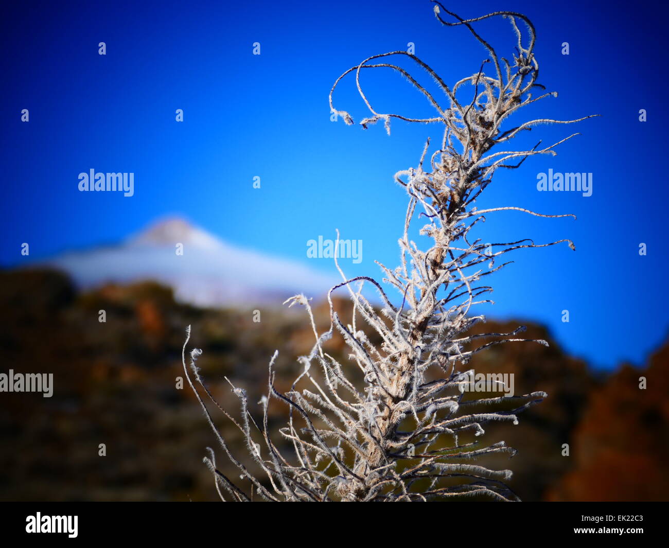 Verschneite rote Viper Bugloss (Echium Wildpretii) bei Mt Teide Parque Nacional del Teide Teneriffa Insel Kanaren Spanien Stockfoto