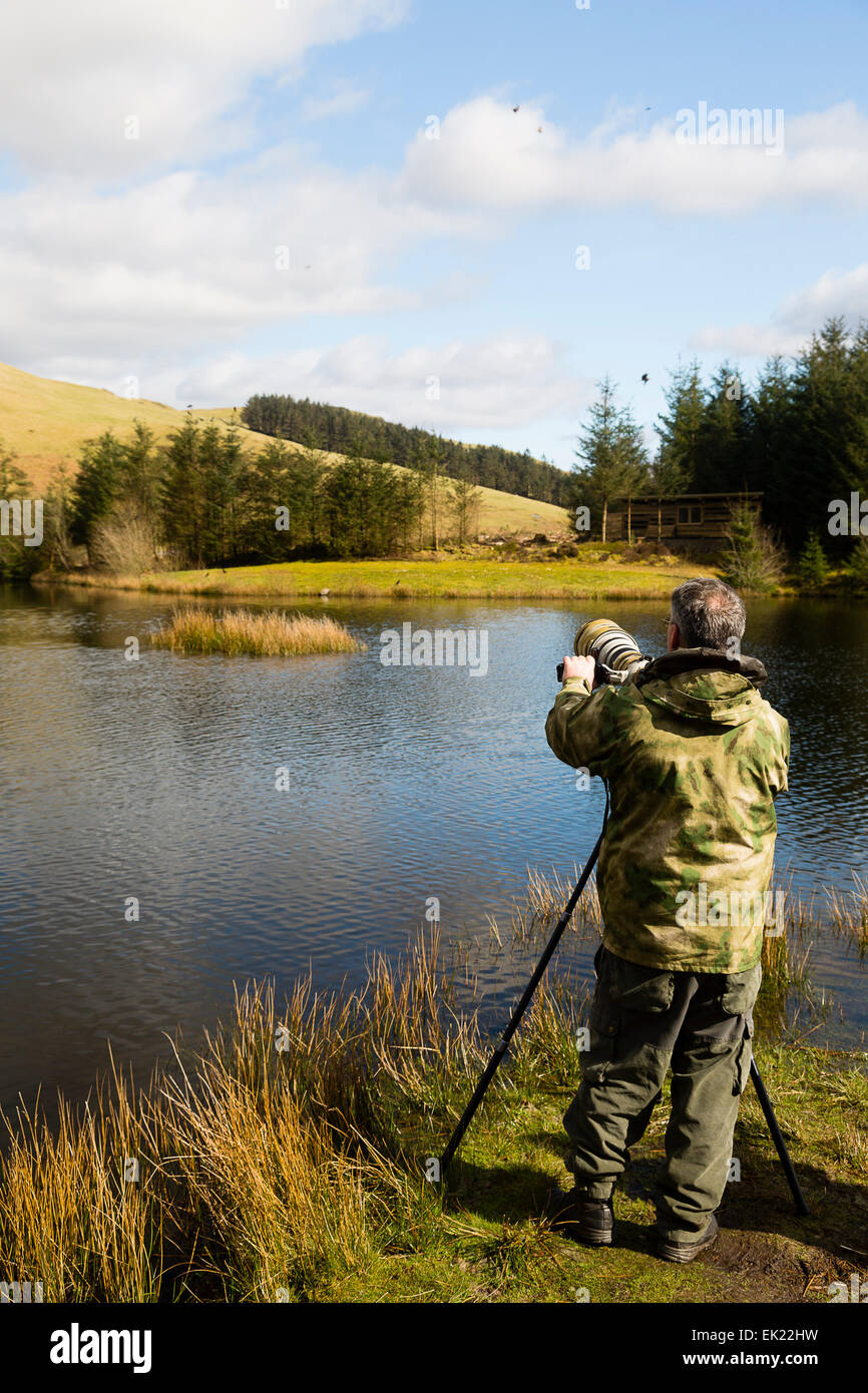 Ceredigion, Wales, UK. 4. April 2015. UK-Wetter: Aberystwyth, Wales, Mann Fotografieren Rotmilane an RSPB Standort. Bildnachweis: Dave Stevenson/Alamy Live-Nachrichten Stockfoto