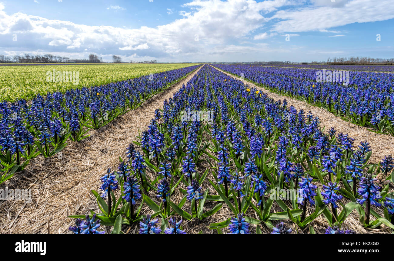 Blumenfelder im Frühjahr: Panoramablick über weiße und Blaue Hyazinthen, Voorhout, Südholland, Niederlande. Stockfoto