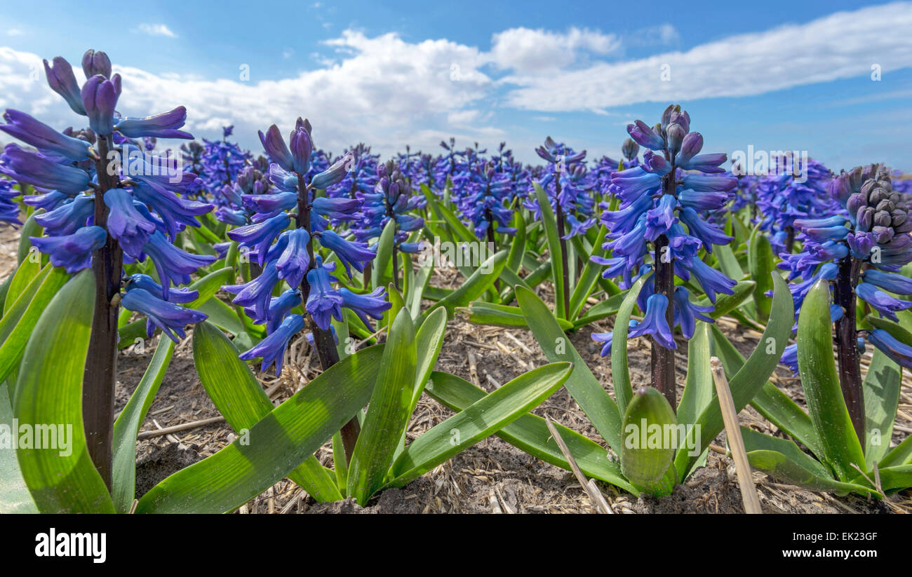 Frühling Zeit: niedrige Winkel Blick auf Blaue Hyazinthen, Blüte auf volle Höhepunkt Voorhout, Südholland, Niederlande. Stockfoto