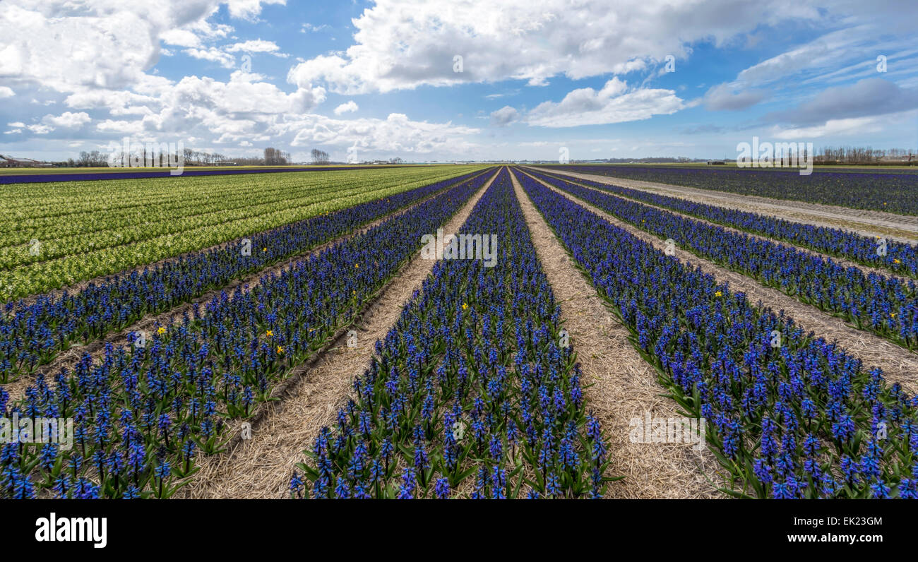 Blumenfelder im Frühjahr: Weitwinkel-Blick auf Blaue Hyazinthen (Asparagaceae), Voorhout, Südholland, Niederlande. Stockfoto