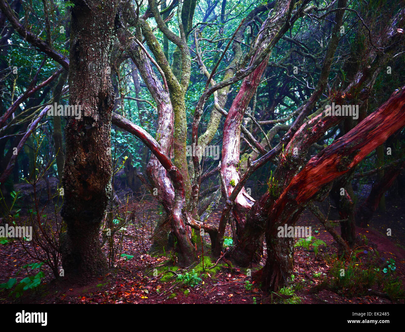 Laurel Laurisilva Baum im Parque Rural Anaga Park Teneriffa Insel Kanaren Spanien Stockfoto