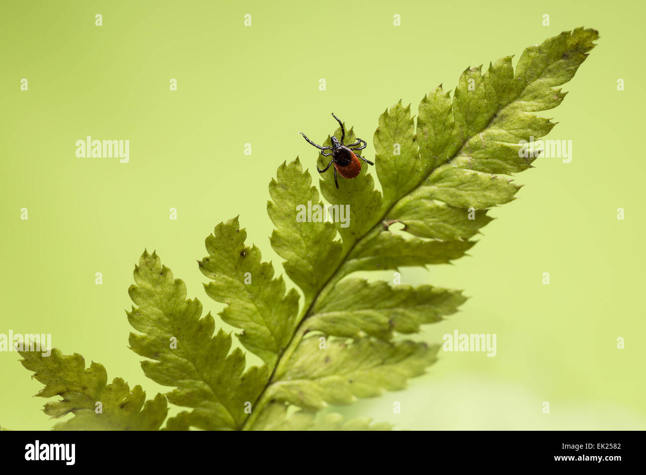 Die Rizinuspflanze Zecke (Ixodes Ricinus) Stockfoto