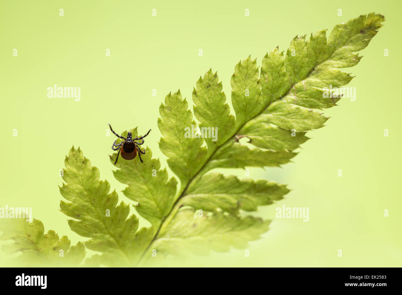 Die Rizinuspflanze Zecke (Ixodes Ricinus) Stockfoto