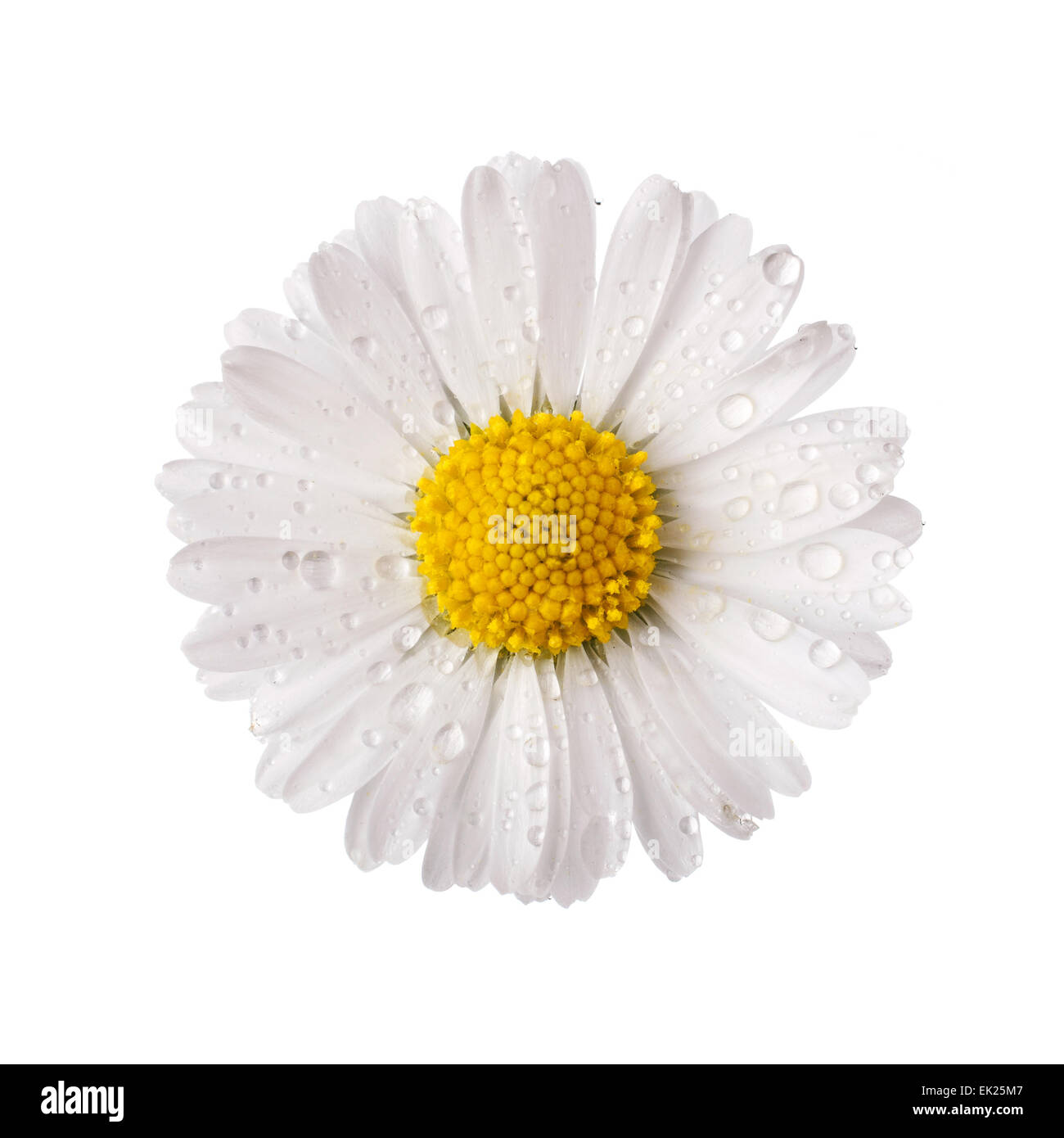 White Daisy Blume mit Tau fällt Stockfoto