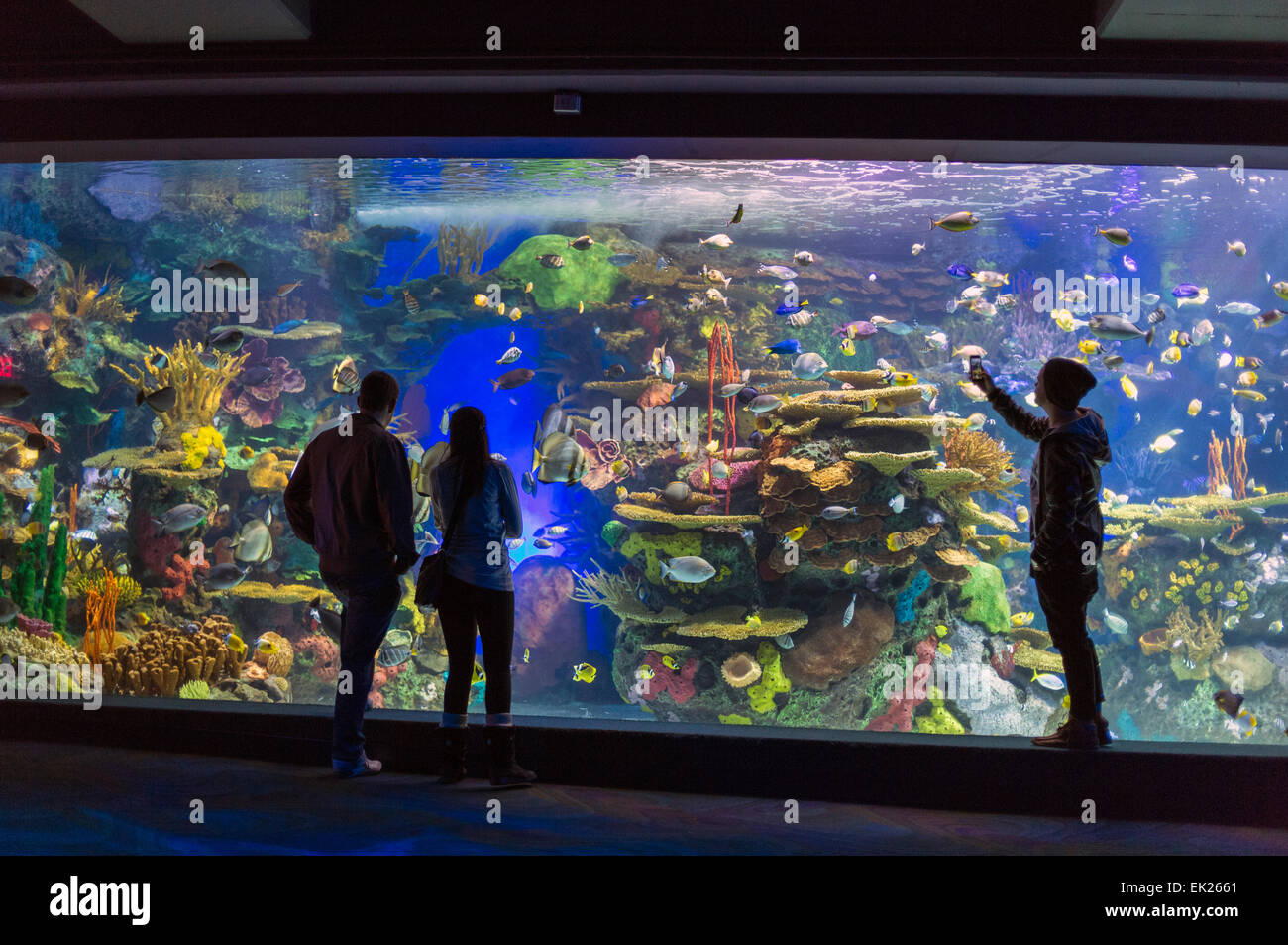 Kanada, Ontario, Toronto, Ripley Aquarium of Canada, Menschen eine Display anzeigen Stockfoto
