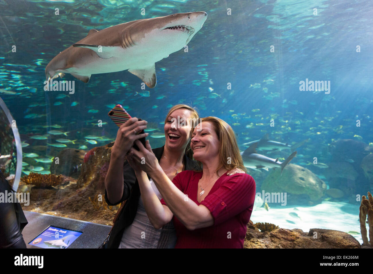Kanada, Ontario, Toronto, Ripley Aquarium of Canada, Stockfoto