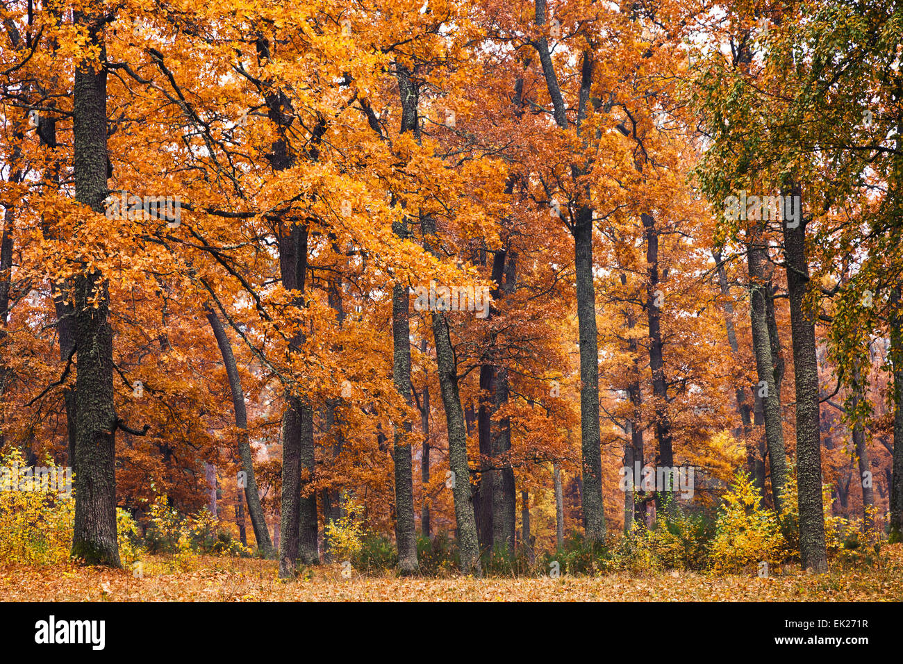 Herbstwald Stockfoto