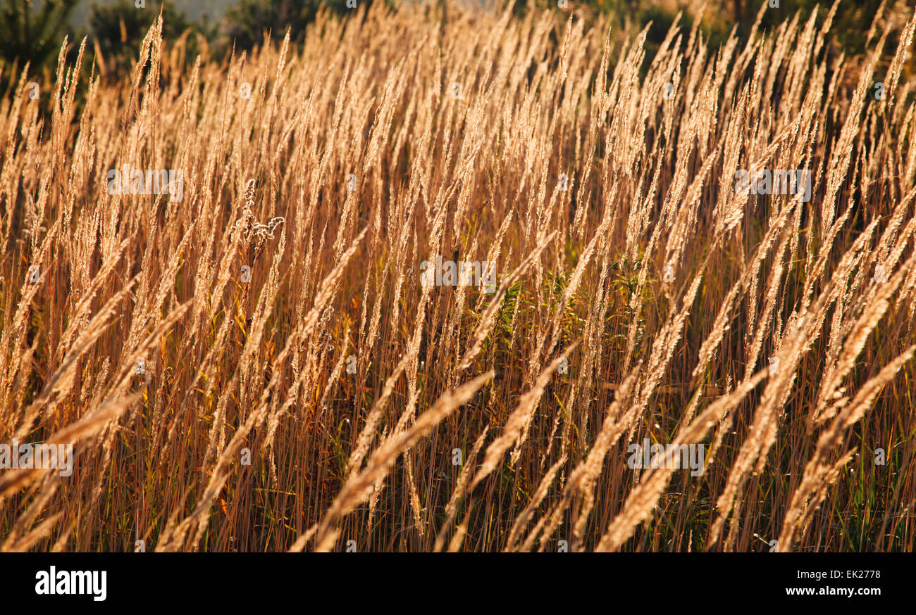 trockenes Schilf Stockfoto