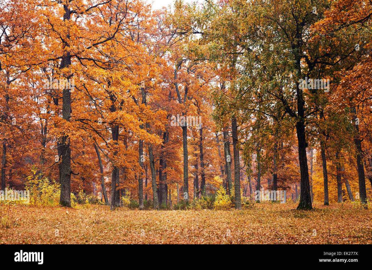 Herbstwald Stockfoto