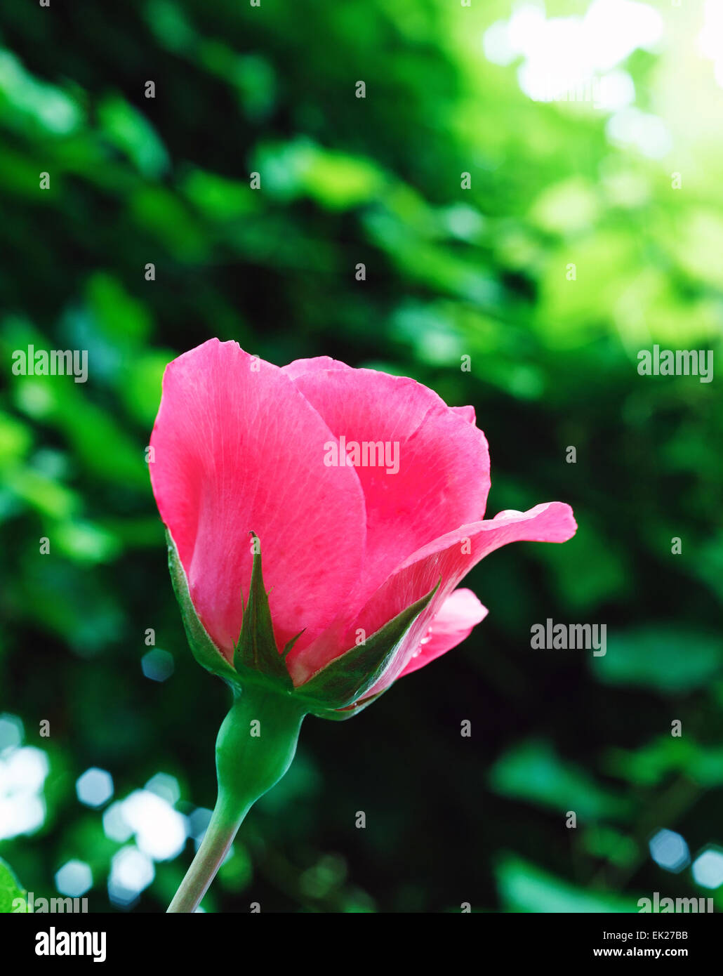 Einzigen rosa Rose Stockfoto