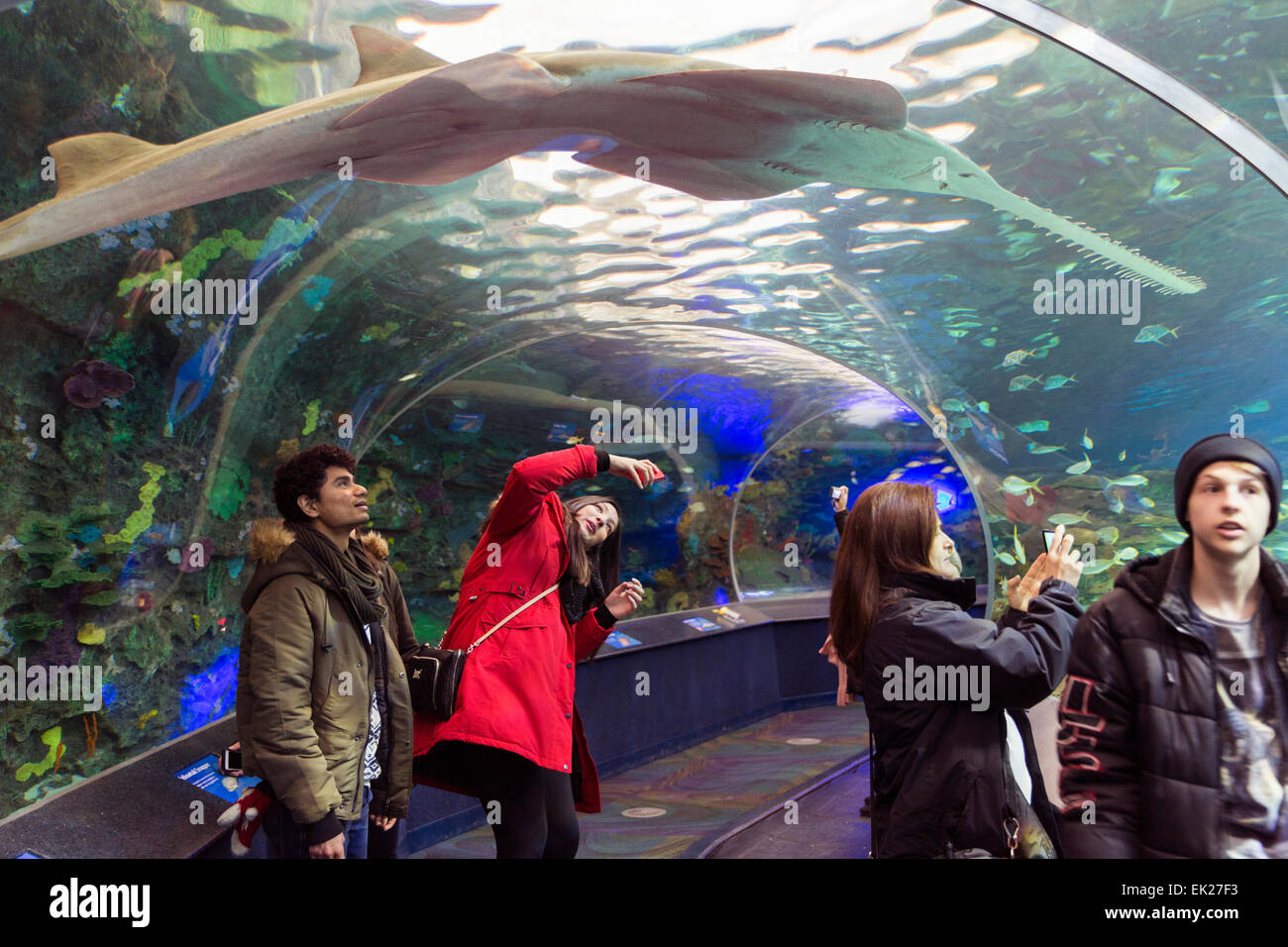 Kanada, Ontario, Toronto, Ripley Aquarium of Canada, Stockfoto