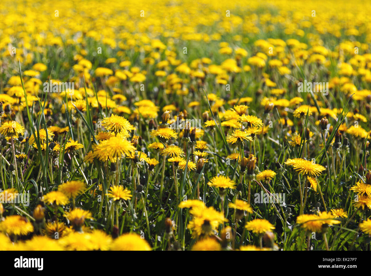 Löwenzahn-Feld Stockfoto