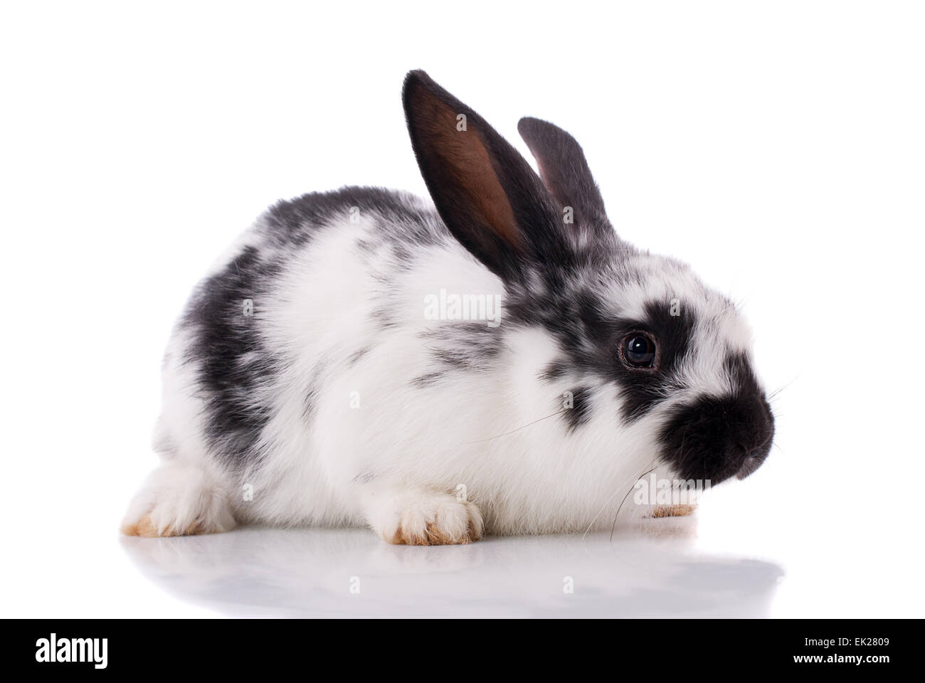Kaninchen Sie auf einem weißen Hintergrund. Stockfoto