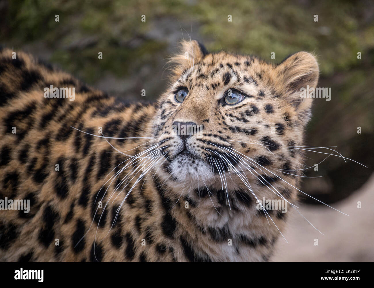 Weibliche Amur Leoparden, zehn Monate alt Stockfoto