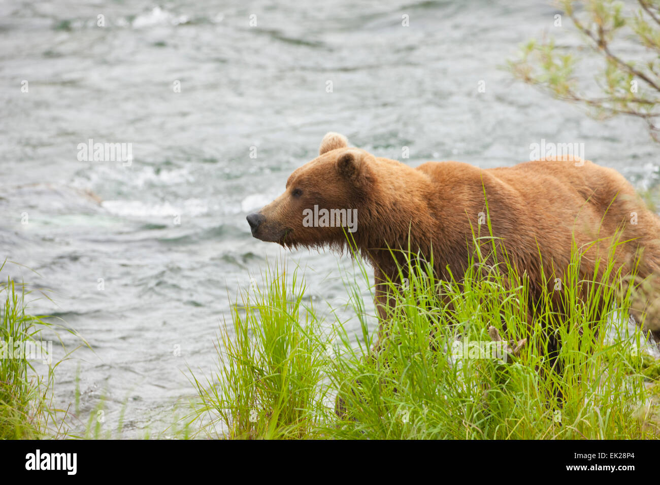 Braunbär, die darauf warten, Lachs in Brooks River, Katmai Nationalpark, Alaska, USA zu fangen Stockfoto