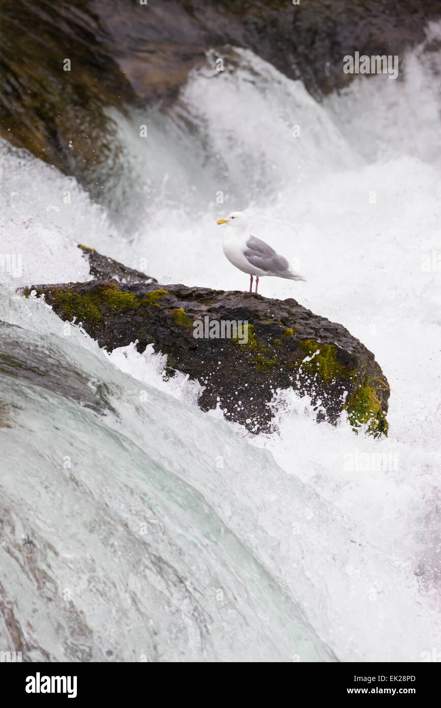 Möwe auf einem Felsen an den Brooks Falls, Katmai Nationalpark, Alaska, USA Stockfoto