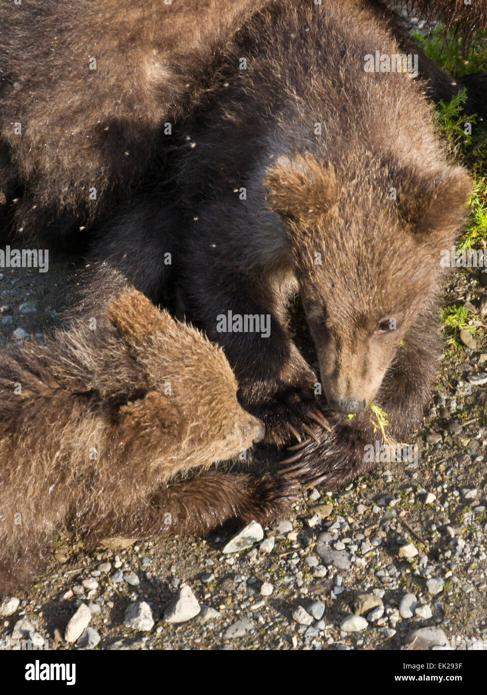 Brown Bear Cubs, Katmai Nationalpark, Alaska, USA Stockfoto