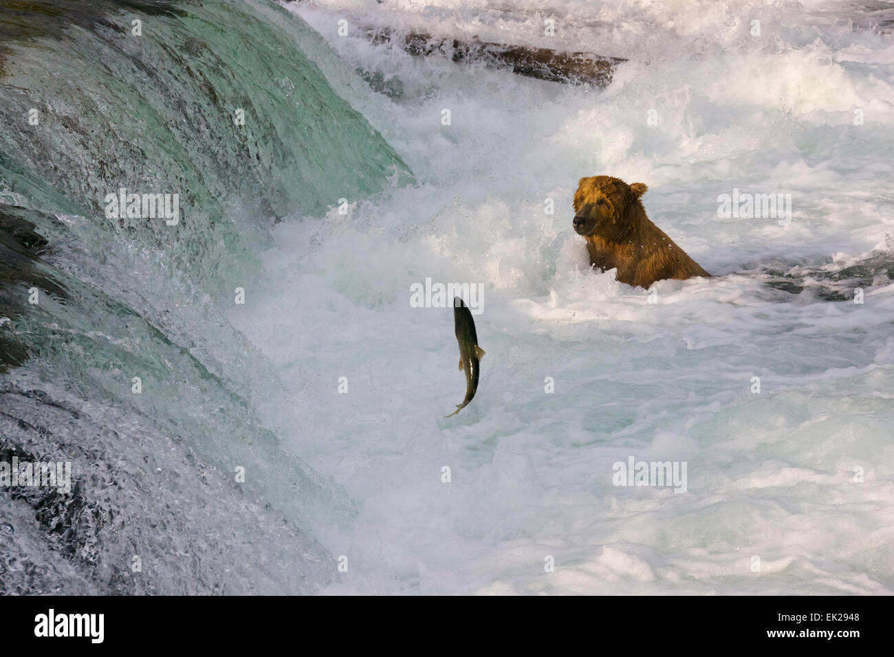 Braunbär Fang von Lachs an den Brooks Falls, Katmai Nationalpark, Alaska, USA Stockfoto