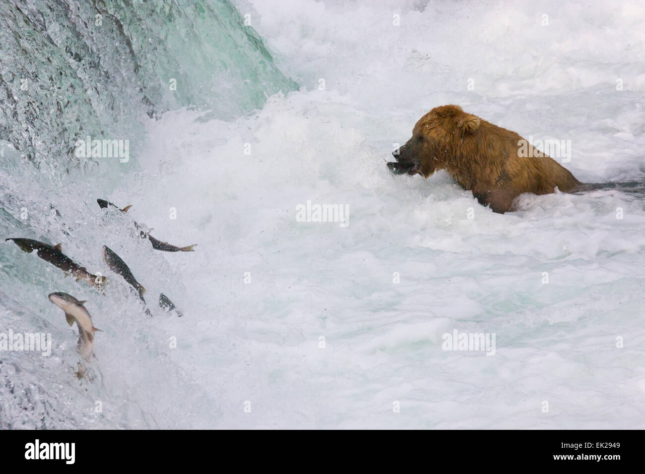 Braunbär Fang von Lachs an den Brooks Falls, Katmai Nationalpark, Alaska, USA Stockfoto