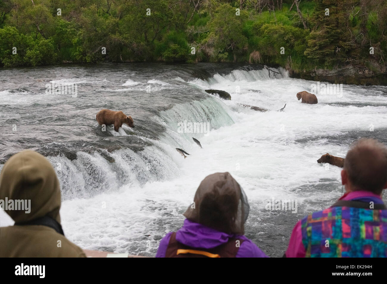 Touristen fotografieren Braunbär Fang von Lachs an den Brooks Falls, Katmai Nationalpark, Alaska, USA Stockfoto