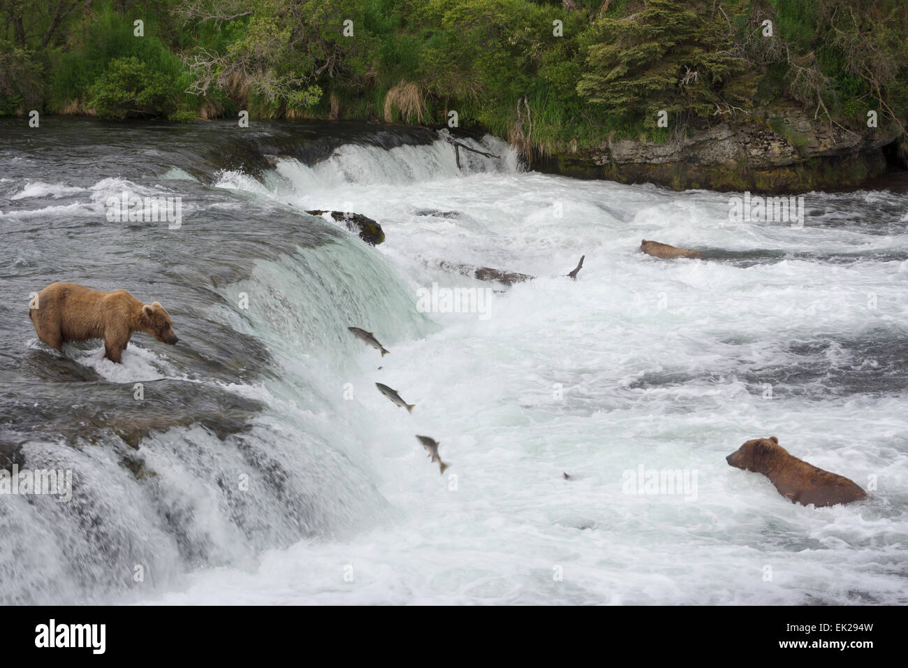 Braunbären Lachs zu fangen, an der Spitze der Brooks Falls, Katmai Nationalpark, Alaska, USA Stockfoto