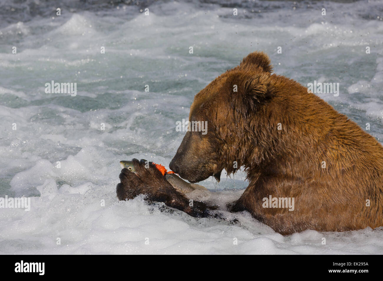 Brauner Bär essen Lachs an den Brooks Falls, Katmai Nationalpark, Alaska, USA Stockfoto