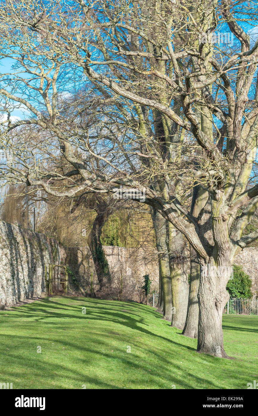 Einsamer Baum ohne Blätter Stockfoto