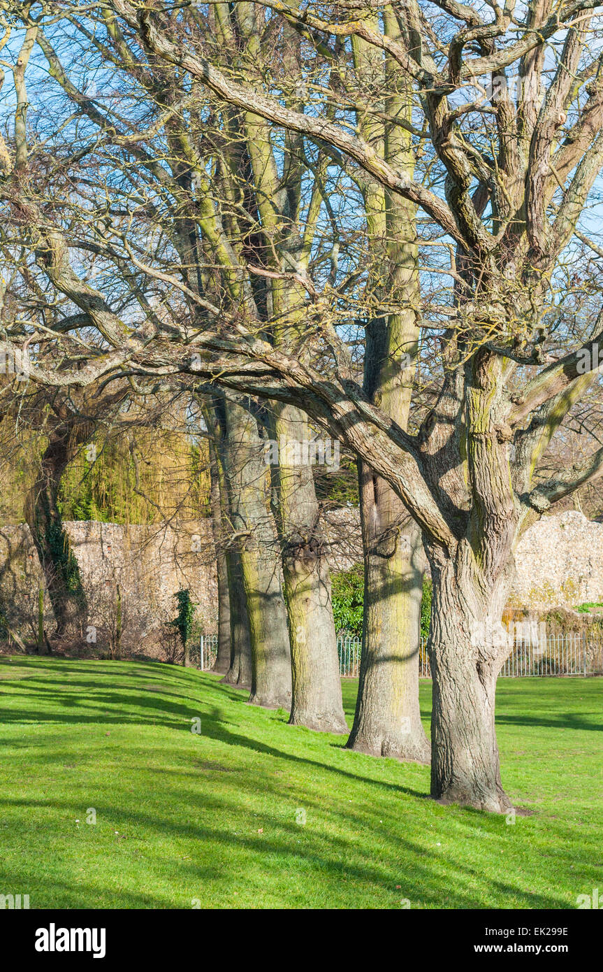 Bäume ohne Blätter im zeitigen Frühjahr, UK Stockfoto