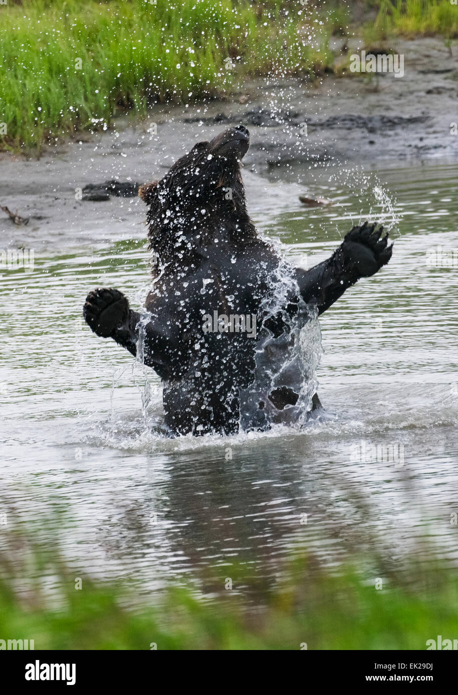 Brauner Bär spielen im Wasser, Alaska, USA Stockfoto
