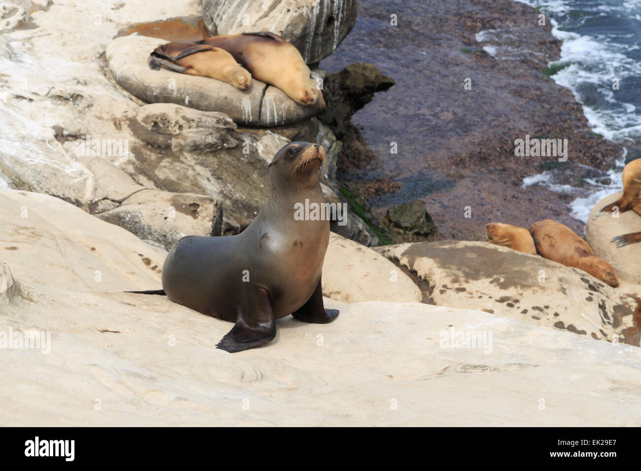 Ein Foto von einige Seelöwen in La Jolla Cove, San Diego. La Jolla Cove ist eine kleine, malerische Bucht und Strand. Stockfoto