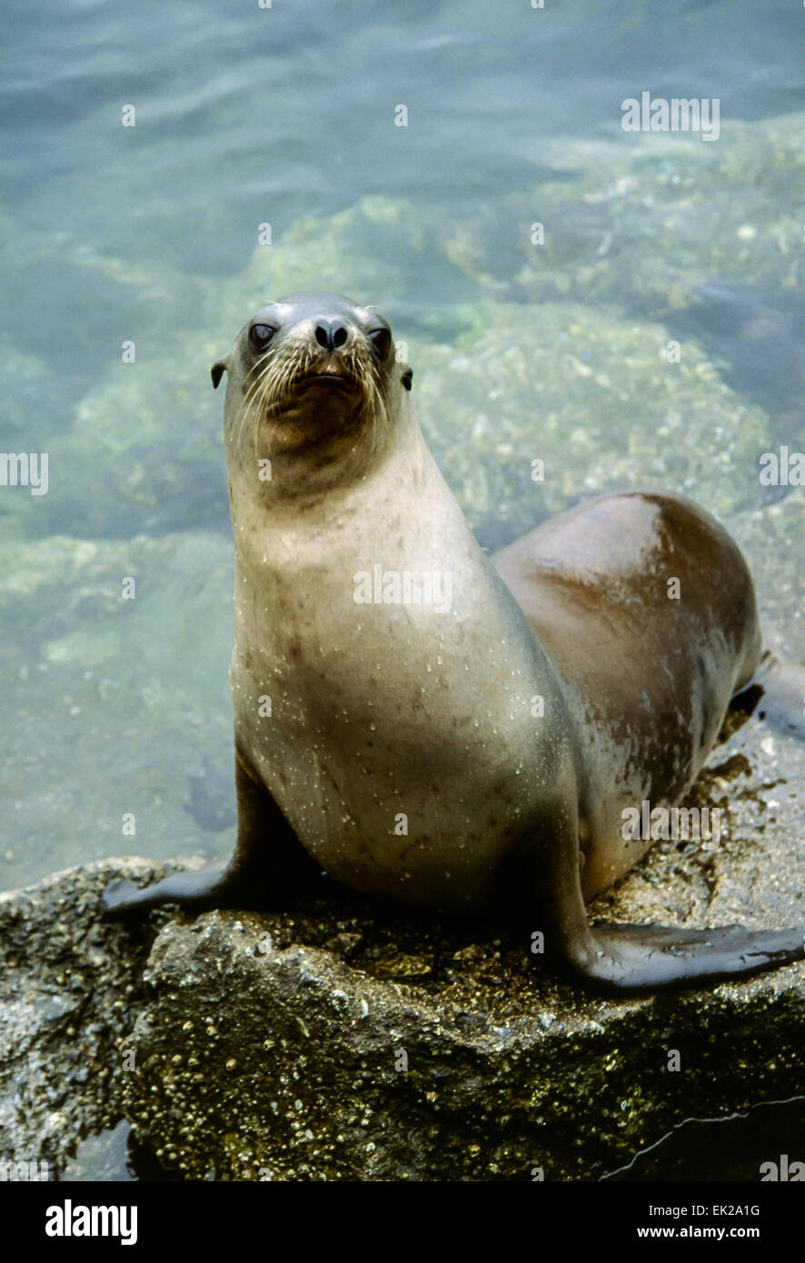 Weibliche kalifornische Seelöwe (Zalophus Californianus) sitzt auf einem Felsen an der Seite des Ozeans in Moss Landing, Kalifornien, USA Stockfoto