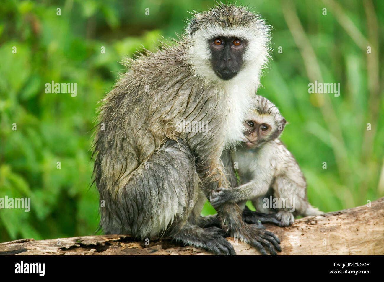 Baby Vervet Affen Pflege von seiner Mutter in Ngorongoro Crater, Tansania, Afrika Stockfoto