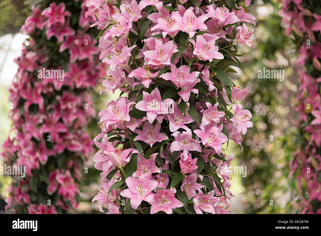Lily Pink Palace Stockfoto