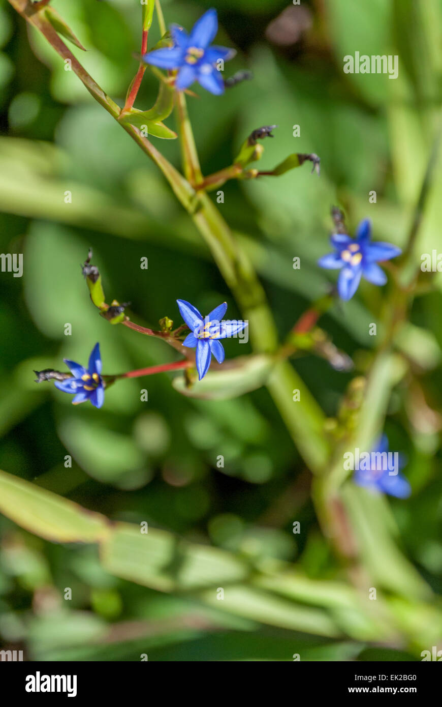Nahaufnahme des blauen Stern Blume geformt Stockfotografie - Alamy